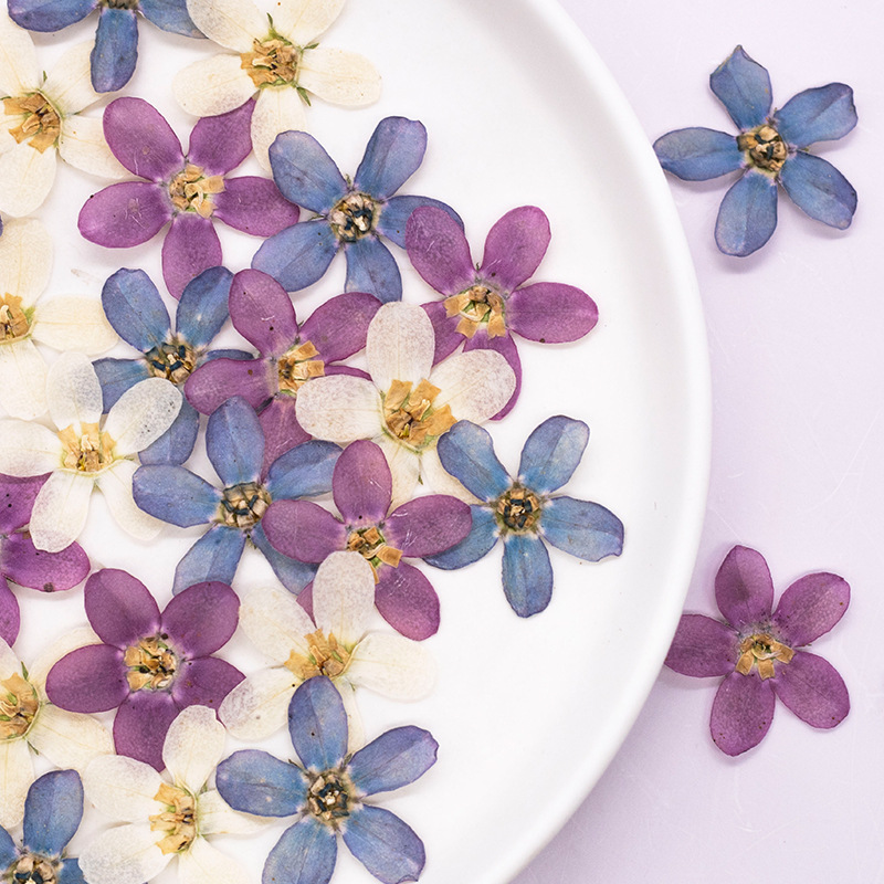 12pcs,Pressed Blue Star Flower - Resin Art Flowers のレビューと価格