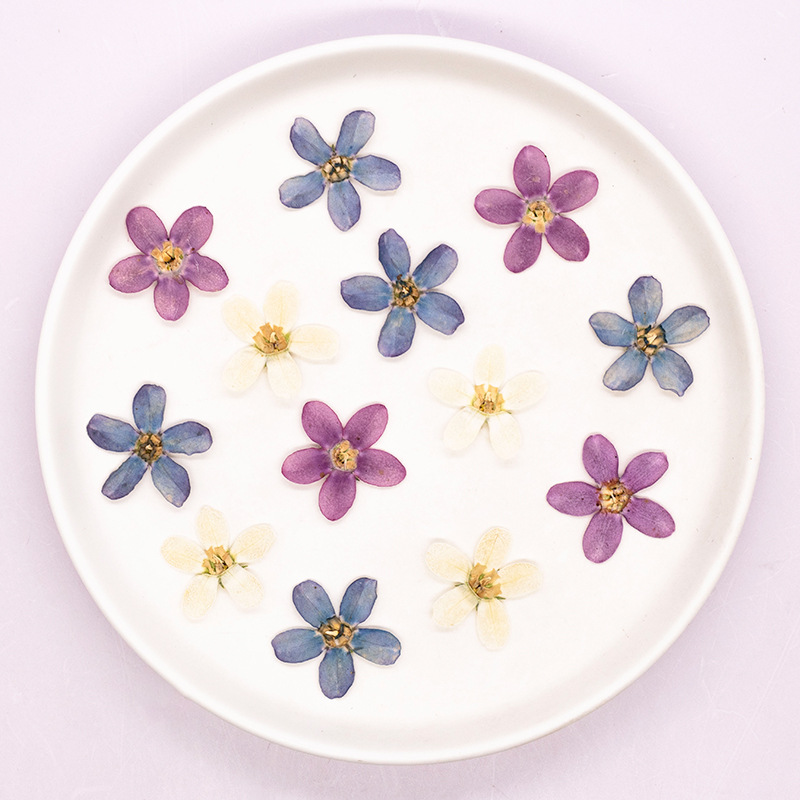 12pcs,Pressed Blue Star Flower - Resin Art Flowers のレビューと価格
