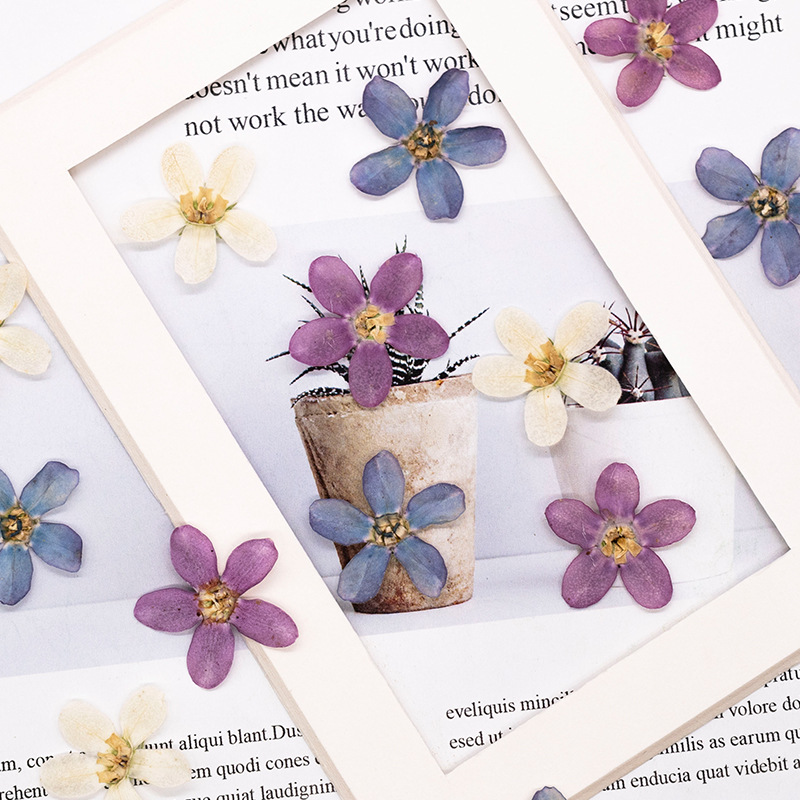 12pcs,Pressed Blue Star Flower - Resin Art Flowers のレビューと価格