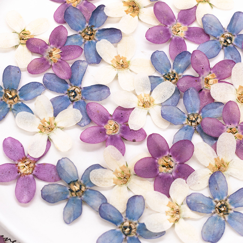 12pcs,Pressed Blue Star Flower - Resin Art Flowers のレビューと価格